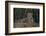 Brazil. A jaguar rests along the banks of a river in the Pantanal.-Ralph H. Bendjebar-Framed Photographic Print