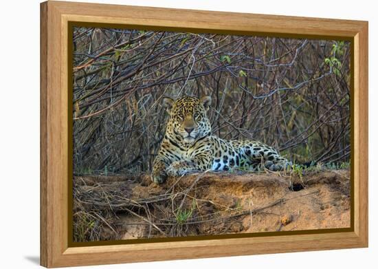 Brazil. A jaguar rests along the banks of a river in the Pantanal.-Ralph H. Bendjebar-Framed Premier Image Canvas
