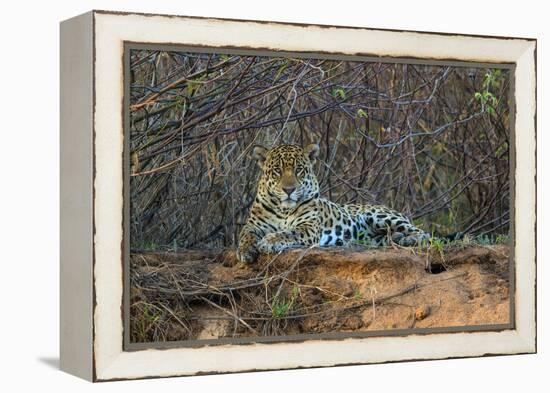 Brazil. A jaguar rests along the banks of a river in the Pantanal.-Ralph H. Bendjebar-Framed Premier Image Canvas