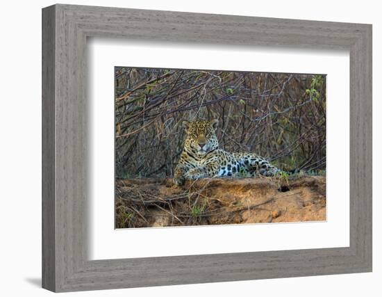 Brazil. A jaguar rests along the banks of a river in the Pantanal.-Ralph H. Bendjebar-Framed Photographic Print