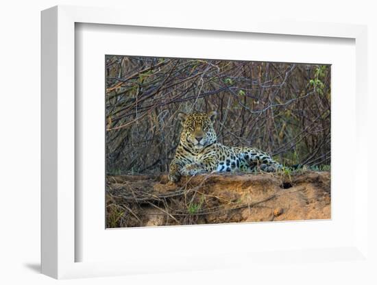 Brazil. A jaguar rests along the banks of a river in the Pantanal.-Ralph H. Bendjebar-Framed Photographic Print