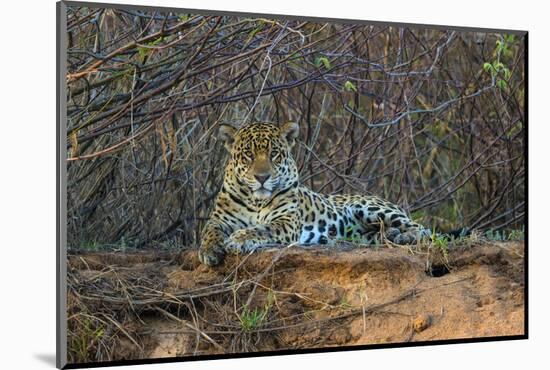 Brazil. A jaguar rests along the banks of a river in the Pantanal.-Ralph H. Bendjebar-Mounted Photographic Print