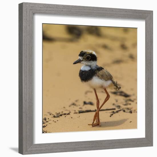 Brazil. A juvenile pied lapwing along the banks of a river in the Pantanal-Ralph H. Bendjebar-Framed Photographic Print