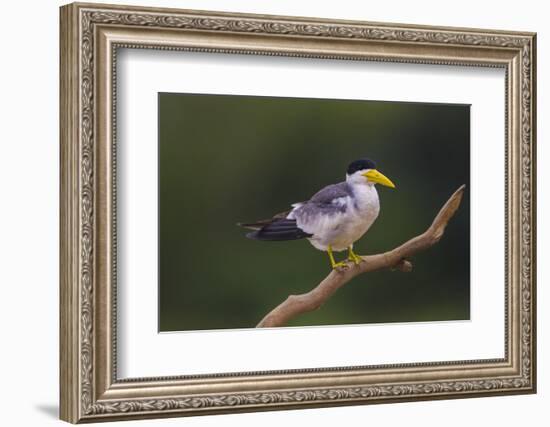 Brazil. A Large-billed tern is in the Pantanal.-Ralph H. Bendjebar-Framed Premium Photographic Print