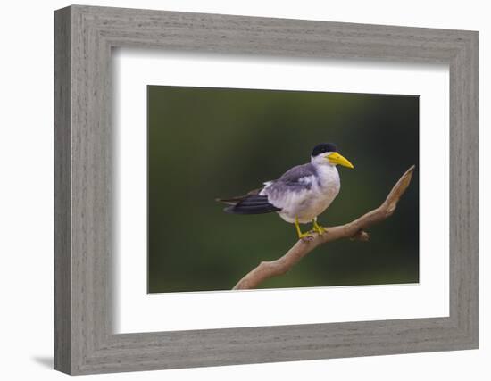 Brazil. A Large-billed tern is in the Pantanal.-Ralph H. Bendjebar-Framed Premium Photographic Print