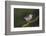 Brazil. A Large-billed tern is in the Pantanal.-Ralph H. Bendjebar-Framed Premium Photographic Print