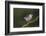 Brazil. A Large-billed tern is in the Pantanal.-Ralph H. Bendjebar-Framed Premium Photographic Print