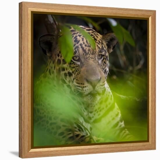 Brazil. A male jaguar resting along the banks of a river in the Pantanal-Ralph H. Bendjebar-Framed Premier Image Canvas