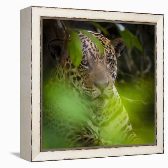 Brazil. A male jaguar resting along the banks of a river in the Pantanal-Ralph H. Bendjebar-Framed Premier Image Canvas