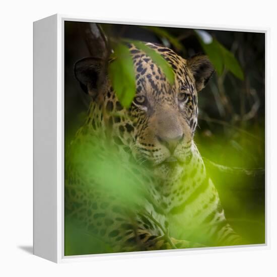 Brazil. A male jaguar resting along the banks of a river in the Pantanal-Ralph H. Bendjebar-Framed Premier Image Canvas