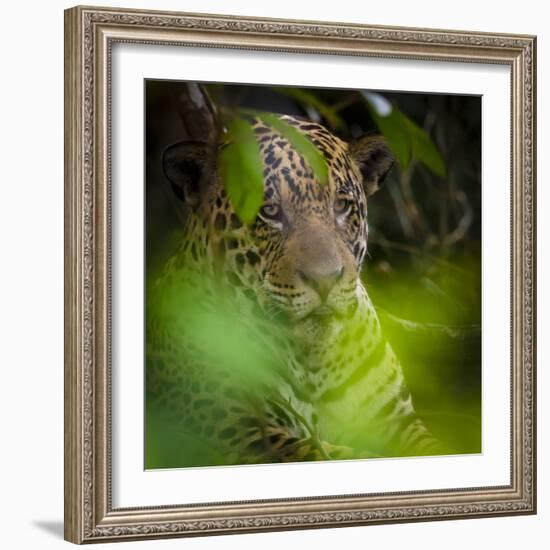 Brazil. A male jaguar resting along the banks of a river in the Pantanal-Ralph H. Bendjebar-Framed Photographic Print