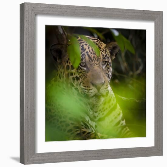 Brazil. A male jaguar resting along the banks of a river in the Pantanal-Ralph H. Bendjebar-Framed Photographic Print