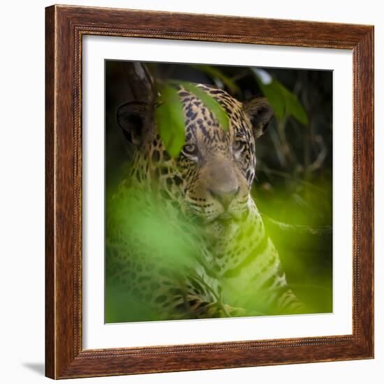 Brazil. A male jaguar resting along the banks of a river in the Pantanal-Ralph H. Bendjebar-Framed Photographic Print