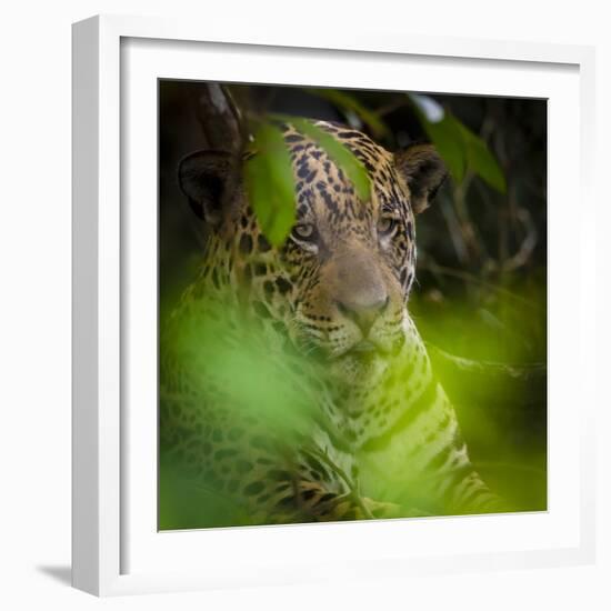 Brazil. A male jaguar resting along the banks of a river in the Pantanal-Ralph H. Bendjebar-Framed Photographic Print