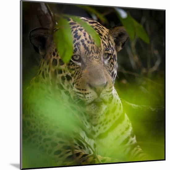 Brazil. A male jaguar resting along the banks of a river in the Pantanal-Ralph H. Bendjebar-Mounted Photographic Print