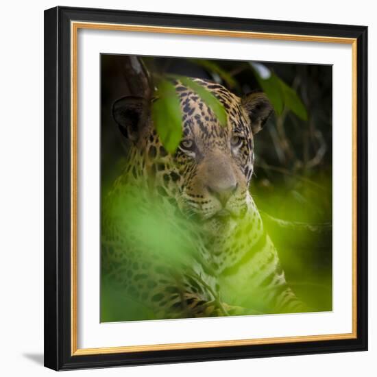 Brazil. A male jaguar resting along the banks of a river in the Pantanal-Ralph H. Bendjebar-Framed Photographic Print