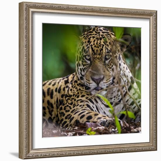 Brazil. A male jaguar resting along the banks of a river in the Pantanal-Ralph H. Bendjebar-Framed Photographic Print