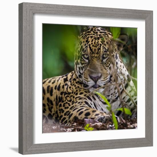 Brazil. A male jaguar resting along the banks of a river in the Pantanal-Ralph H. Bendjebar-Framed Photographic Print