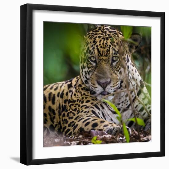 Brazil. A male jaguar resting along the banks of a river in the Pantanal-Ralph H. Bendjebar-Framed Photographic Print