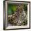 Brazil. A male jaguar resting along the banks of a river in the Pantanal-Ralph H. Bendjebar-Framed Photographic Print