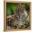 Brazil. A male jaguar resting along the banks of a river in the Pantanal-Ralph H. Bendjebar-Framed Premier Image Canvas