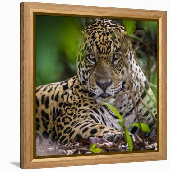 Brazil. A male jaguar resting along the banks of a river in the Pantanal-Ralph H. Bendjebar-Framed Premier Image Canvas