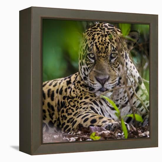 Brazil. A male jaguar resting along the banks of a river in the Pantanal-Ralph H. Bendjebar-Framed Premier Image Canvas