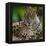 Brazil. A male jaguar resting along the banks of a river in the Pantanal-Ralph H. Bendjebar-Framed Premier Image Canvas