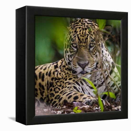Brazil. A male jaguar resting along the banks of a river in the Pantanal-Ralph H. Bendjebar-Framed Premier Image Canvas