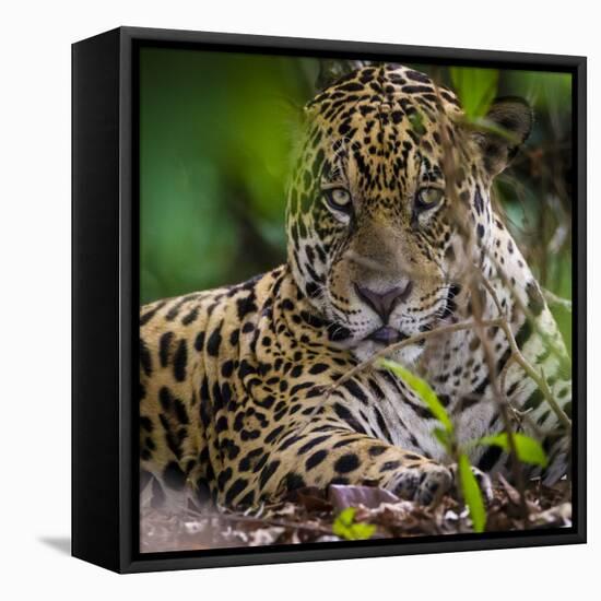 Brazil. A male jaguar resting along the banks of a river in the Pantanal-Ralph H. Bendjebar-Framed Premier Image Canvas