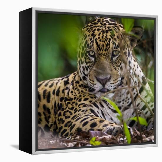 Brazil. A male jaguar resting along the banks of a river in the Pantanal-Ralph H. Bendjebar-Framed Premier Image Canvas