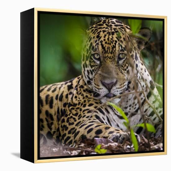 Brazil. A male jaguar resting along the banks of a river in the Pantanal-Ralph H. Bendjebar-Framed Premier Image Canvas