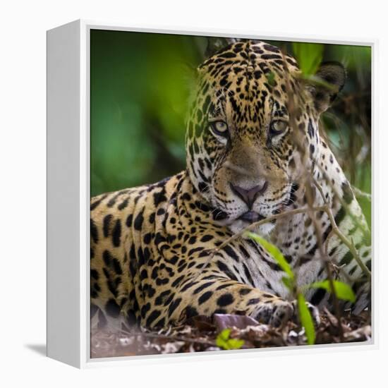 Brazil. A male jaguar resting along the banks of a river in the Pantanal-Ralph H. Bendjebar-Framed Premier Image Canvas