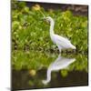 Brazil. A Snowy egret is in the Pantanal.-Ralph H. Bendjebar-Mounted Photographic Print