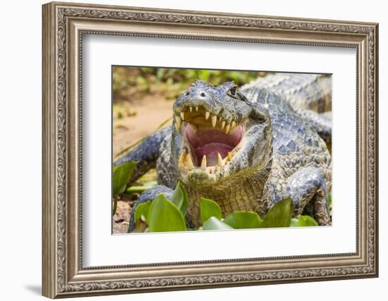 Brazil. A spectacled caiman showing off its teeth in the Pantanal.-Ralph H. Bendjebar-Framed Premium Photographic Print