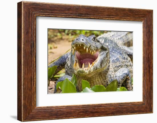 Brazil. A spectacled caiman showing off its teeth in the Pantanal.-Ralph H. Bendjebar-Framed Premium Photographic Print