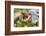 Brazil. A spectacled caiman showing off its teeth in the Pantanal.-Ralph H. Bendjebar-Framed Premium Photographic Print