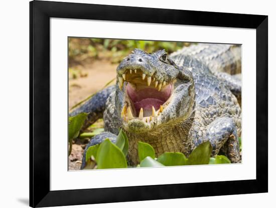 Brazil. A spectacled caiman showing off its teeth in the Pantanal.-Ralph H. Bendjebar-Framed Premium Photographic Print