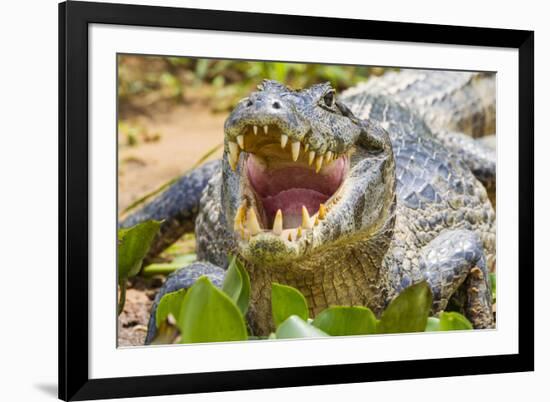 Brazil. A spectacled caiman showing off its teeth in the Pantanal.-Ralph H. Bendjebar-Framed Premium Photographic Print