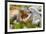 Brazil. A spectacled caiman showing off its teeth in the Pantanal.-Ralph H. Bendjebar-Framed Premium Photographic Print