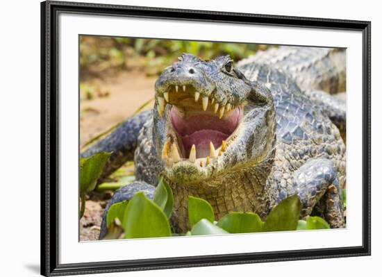 Brazil. A spectacled caiman showing off its teeth in the Pantanal.-Ralph H. Bendjebar-Framed Premium Photographic Print