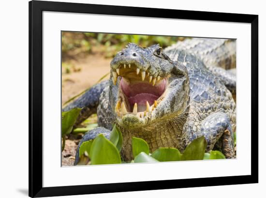 Brazil. A spectacled caiman showing off its teeth in the Pantanal.-Ralph H. Bendjebar-Framed Premium Photographic Print