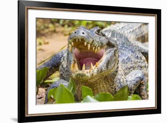 Brazil. A spectacled caiman showing off its teeth in the Pantanal.-Ralph H. Bendjebar-Framed Premium Photographic Print