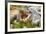 Brazil. A spectacled caiman showing off its teeth in the Pantanal.-Ralph H. Bendjebar-Framed Premium Photographic Print