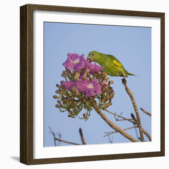 Brazil. A yellow-Chevroned parakeet harvesting the blossoms of a pink trumpet tree in the Pantanal.-Ralph H. Bendjebar-Framed Photographic Print