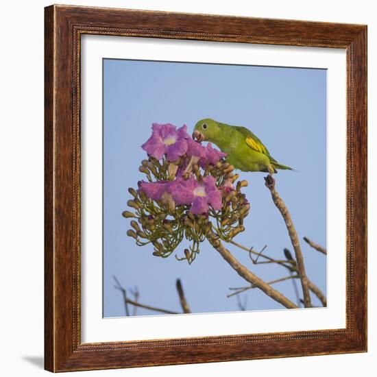 Brazil. A yellow-Chevroned parakeet harvesting the blossoms of a pink trumpet tree in the Pantanal.-Ralph H. Bendjebar-Framed Photographic Print