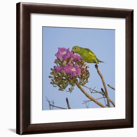 Brazil. A yellow-Chevroned parakeet harvesting the blossoms of a pink trumpet tree in the Pantanal.-Ralph H. Bendjebar-Framed Photographic Print