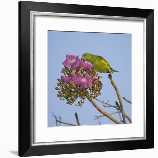 Brazil. A yellow-Chevroned parakeet harvesting the blossoms of a pink trumpet tree in the Pantanal.-Ralph H. Bendjebar-Framed Photographic Print