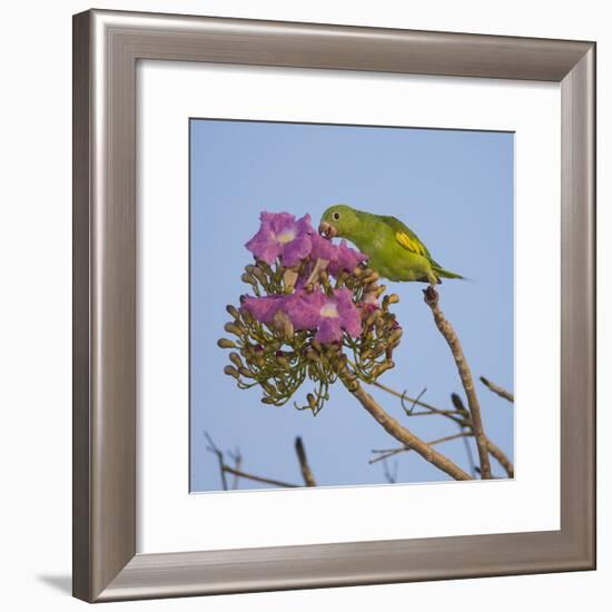 Brazil. A yellow-Chevroned parakeet harvesting the blossoms of a pink trumpet tree in the Pantanal.-Ralph H. Bendjebar-Framed Photographic Print