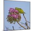 Brazil. A yellow-Chevroned parakeet harvesting the blossoms of a pink trumpet tree in the Pantanal.-Ralph H. Bendjebar-Mounted Photographic Print